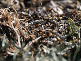 close up group of bees in natural habitat with blurry background
