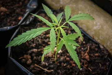 Growing marijuana tree