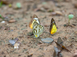 Fototapeta na wymiar Butterfly on the ground, Flock of butterfly, Butterflies in nature, Beautiful butterfly of nature,