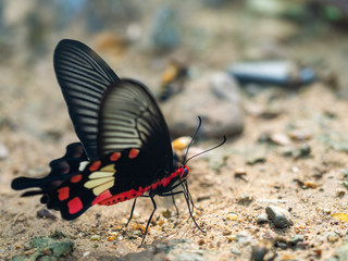 Fototapeta na wymiar Butterflies in nature, Beautiful butterfly of nature, Biodiversity of butterfly