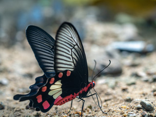 Fototapeta na wymiar Butterflies in nature, Beautiful butterfly of nature, Biodiversity of butterfly