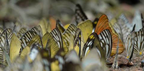 Flock of butterfly, Butterflies in nature, Beautiful butterfly of nature, Biodiversity of butterfly