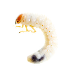 Lelome beetle on a white background