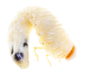Lelome beetle on a white background