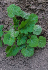 Green leaves of the zucchini bush in the garden. Green background.