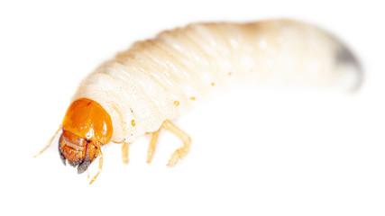 Lelome beetle on a white background
