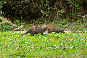 Banded Mongoose (Mungos mungo)