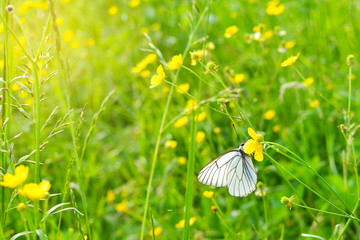 White Butterfly on Yellow Flower. A Cabbage White Pieris rapae butterfly sitting on a yellow wildflower. In field.