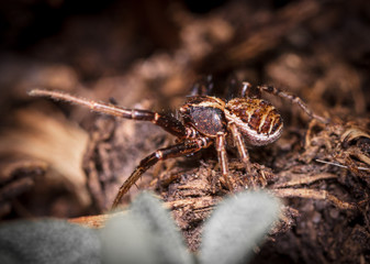 The spider sits in the ground