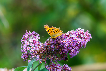 Comma Buterfly (Polygonia c-album)