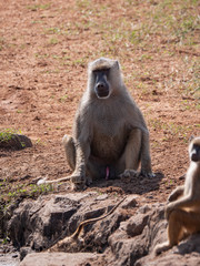 Baboons in Tsavo West National Park, Kenya