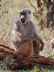 Baboons in Tsavo West National Park, Kenya