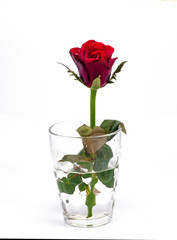 Close up of red roses in a glass on white background.