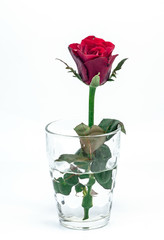 Close up of red roses in a glass on white background.