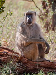Baboons in Tsavo West National Park, Kenya