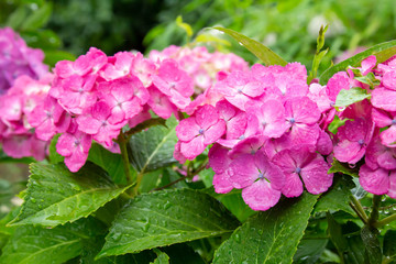 雨に濡れた紫陽花