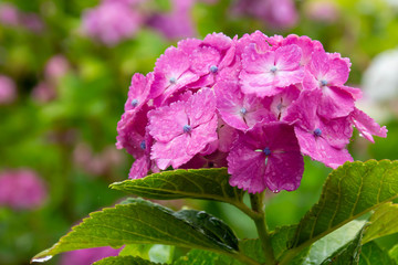 Fototapeta premium 雨に濡れた紫陽花