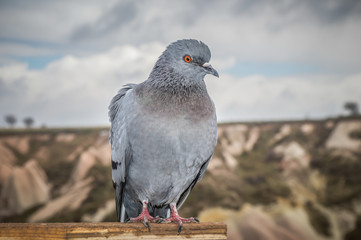Pigeon at Pigeon Valley