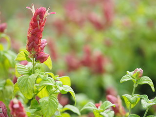 red pink flower Name Panama Queen Plant, The Orange Shrimp Plant, The Coral Aphelandra Single leaf Sorting alternately Lanceolate The flower is a big bouquet. With a small bouquet adorned on the base