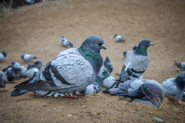 Pigeon at Pigeon Valley