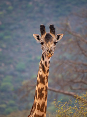 Giraffe in Tsavo West National Park Conservation Area, Kenya