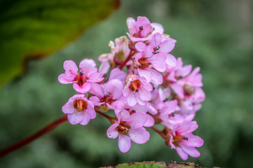 pink blossom flower