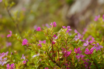 Pink flowers on the mountain
