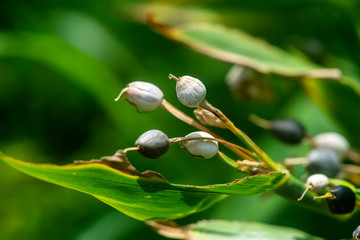 Close up of Jobs tears seeds