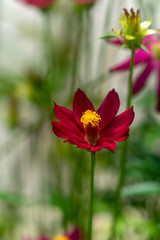 Obraz na płótnie Canvas Close up of pink cosmos flower in blur background.