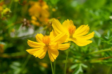 Bright yellow cosmos flower blooming.