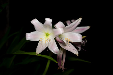 Fototapeta na wymiar Pink-striped Trumpet Lily flower.