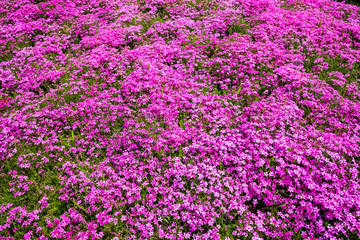 Close-up garden of pink flowers
