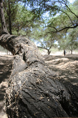 Textura y perspectiva de árbol de algarrobo en medio de un bosque seco