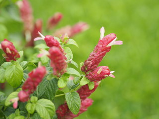 red pink flower Name Panama Queen Plant, The Orange Shrimp Plant, The Coral Aphelandra Single leaf Sorting alternately Lanceolate The flower is a big bouquet. With a small bouquet adorned on the base