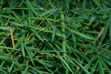 Fresh bamboo leaves with water drop