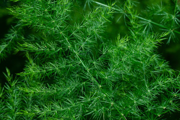 Close up of green leaves of Murraya siamensis Craib plant.