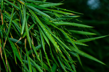 Fresh bamboo leaves with water drop