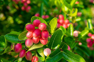 High vitamin C Fruit of Bengal Currants on tree.