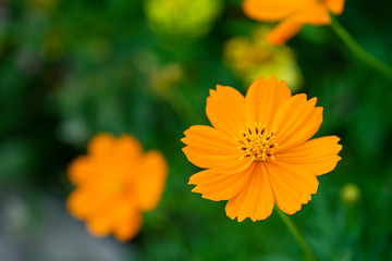 Close up of orange cosmos flower in blur background.