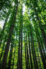 Fototapeta na wymiar Low angle shot of forest trees