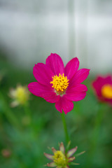 Obraz premium Close up of pink cosmos flower in blur background.