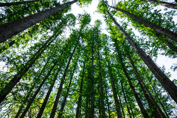 Low angle shot of forest trees