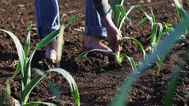 Barefoot farmer tears and cleans garlic plant plucking leaves and removing dirt on the field doing his job, hands with garlic closeup. Working at farm.