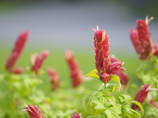 red pink flower Name Panama Queen Plant, The Orange Shrimp Plant, The Coral Aphelandra Single leaf Sorting alternately Lanceolate The flower is a big bouquet. With a small bouquet adorned on the base