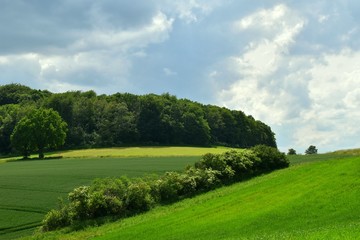 Fototapeta na wymiar Wheat field in spring, beautiful landscape, green grass and blue sky. Germany. 