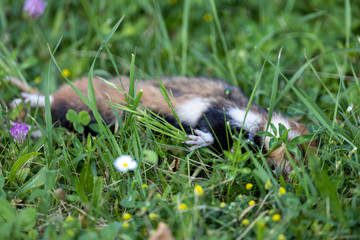 Toter Feldhamster im Gras
