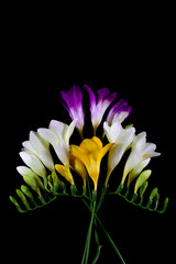Freesia flowers isolated on the black background. Fresh beautiful blossom. Floral background. Flat lay, top view.