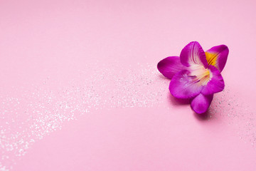 Beautiful rose freesia flower on a pink background with sparkles. Floral background. Top view. For your text.