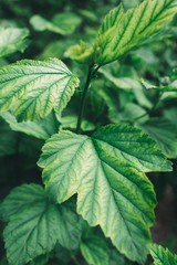 Perfect natural leaves pattern. Floral background. Tropical leaf. Flat lay. Nature background.