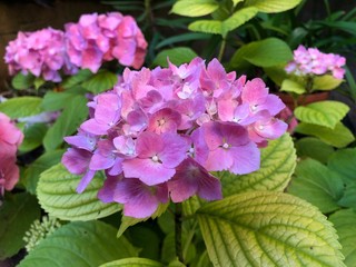Close up huge inflorescences of pink hydrangea
